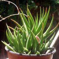 Haworthia angustifolia Haw. resmi