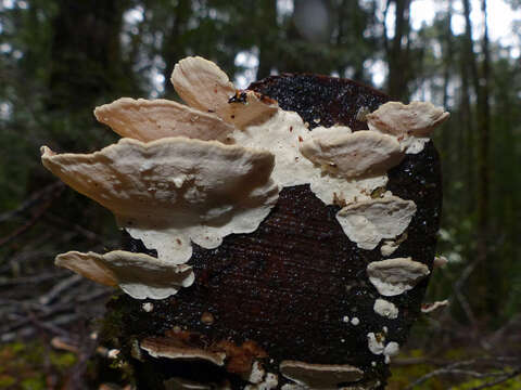 Image of Turkey Tail