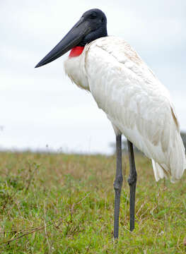 Image of Jabiru Hellmayr 1906