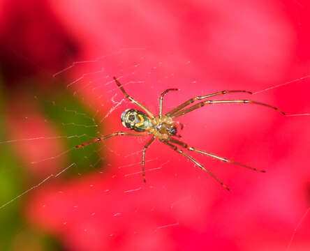 Image of Leucauge