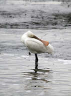 Image of spoonbill, eurasian spoonbill