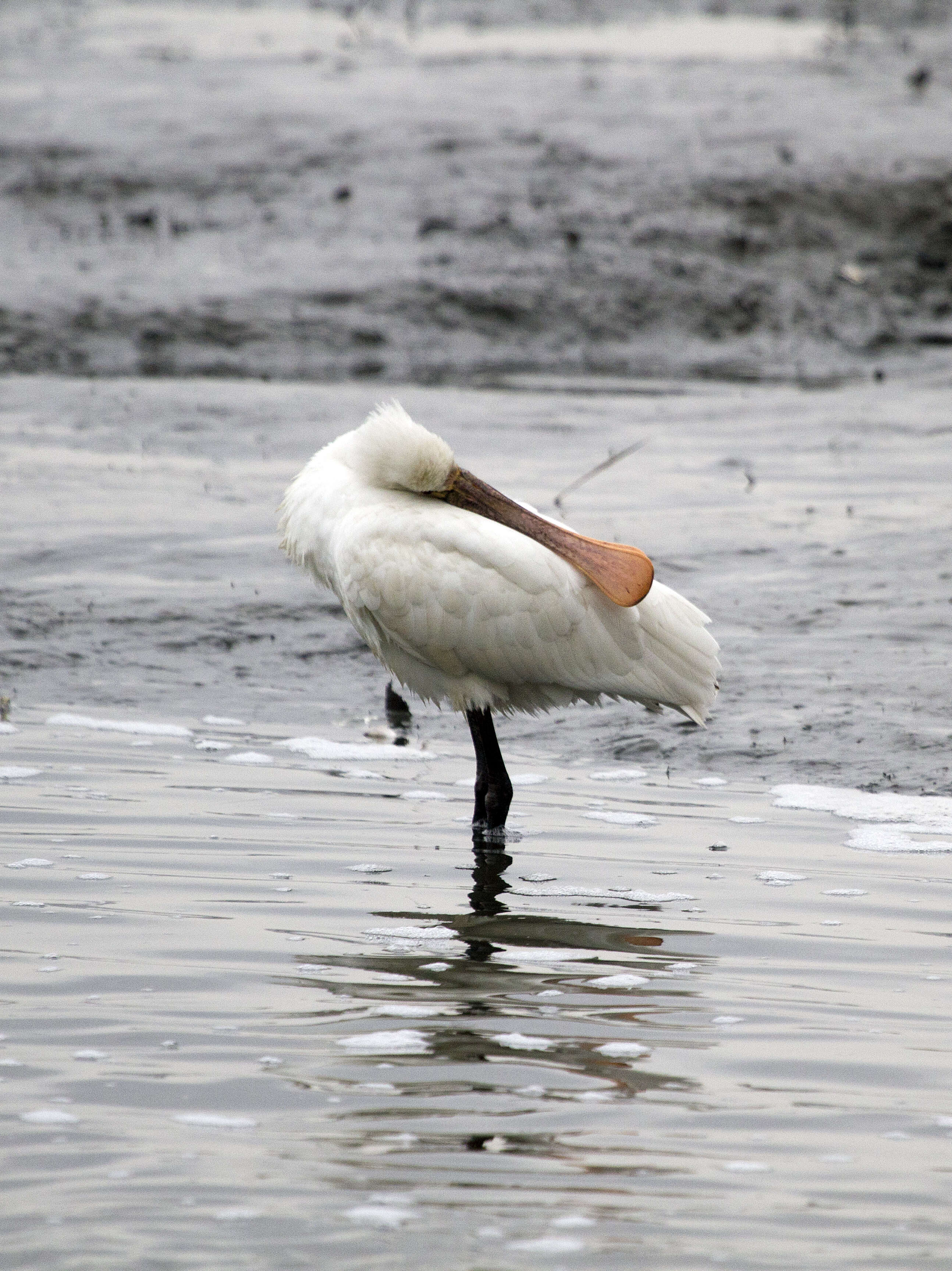 Image of Platalea Linnaeus 1758