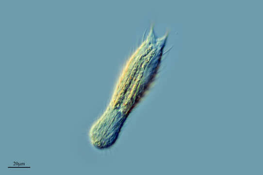 Image of gastrotrichs