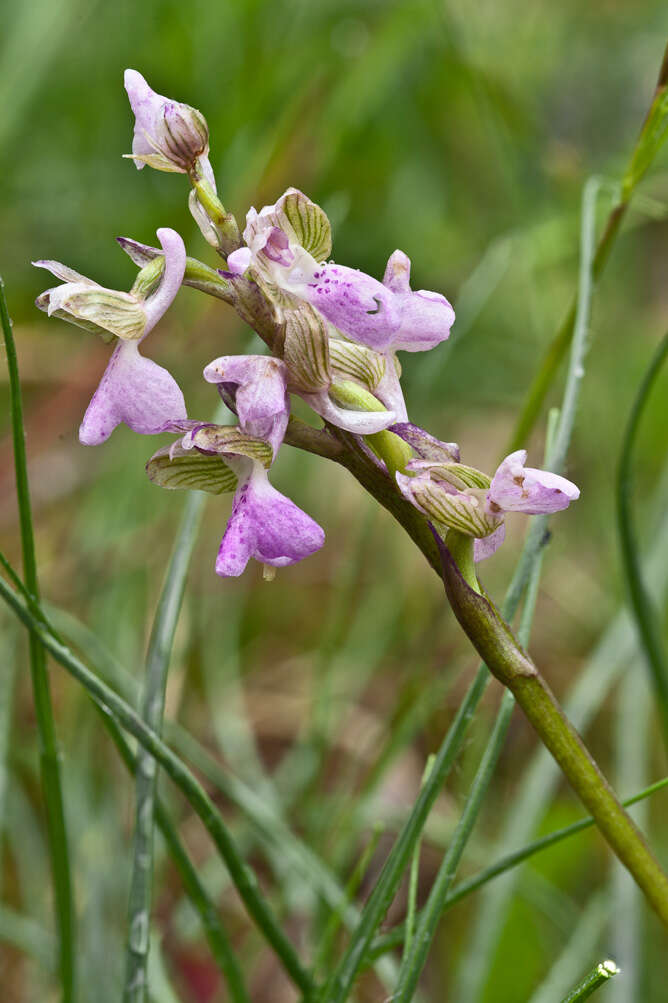 Image of Green-winged Orchid