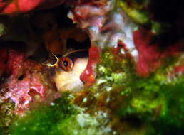 Image of Longstriped blenny