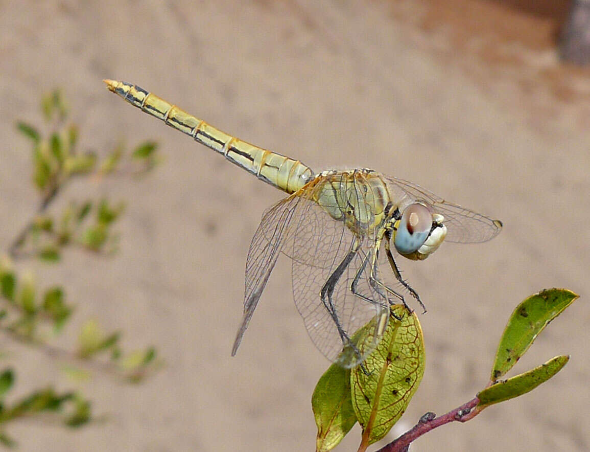 Image of Red-veined Darter