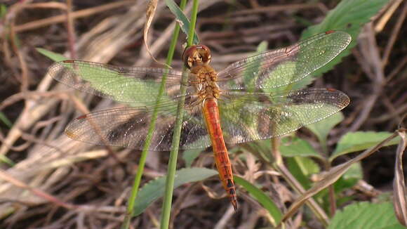 Image of Autumn darter