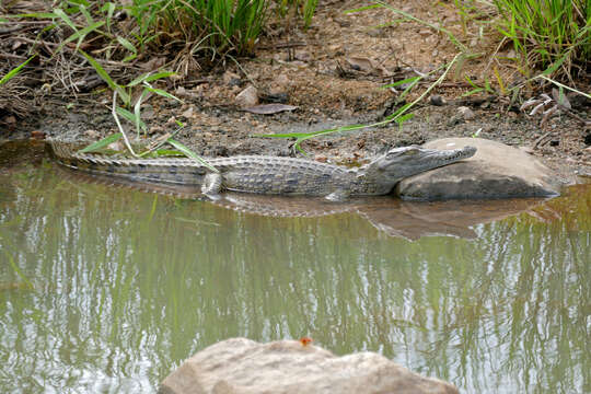 Image of Crocodylus