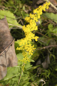 Solidago nemoralis Ait.的圖片