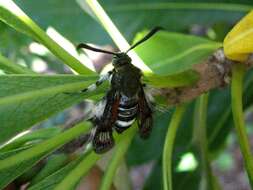 Image of vine borers