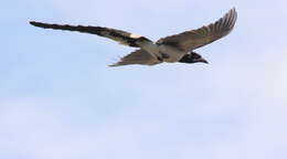 Image of Magpie-jay