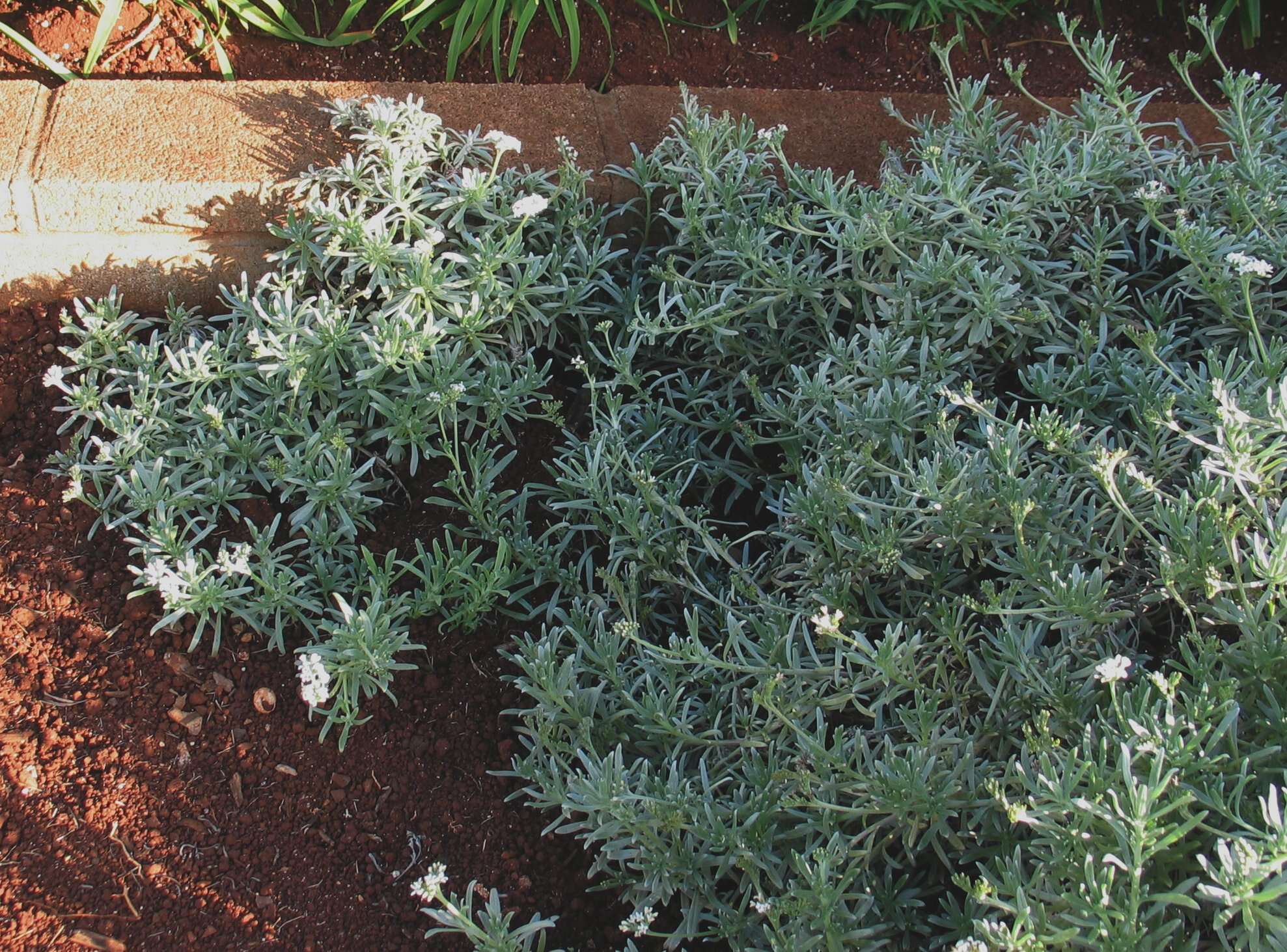 Image of Polynesian heliotrope