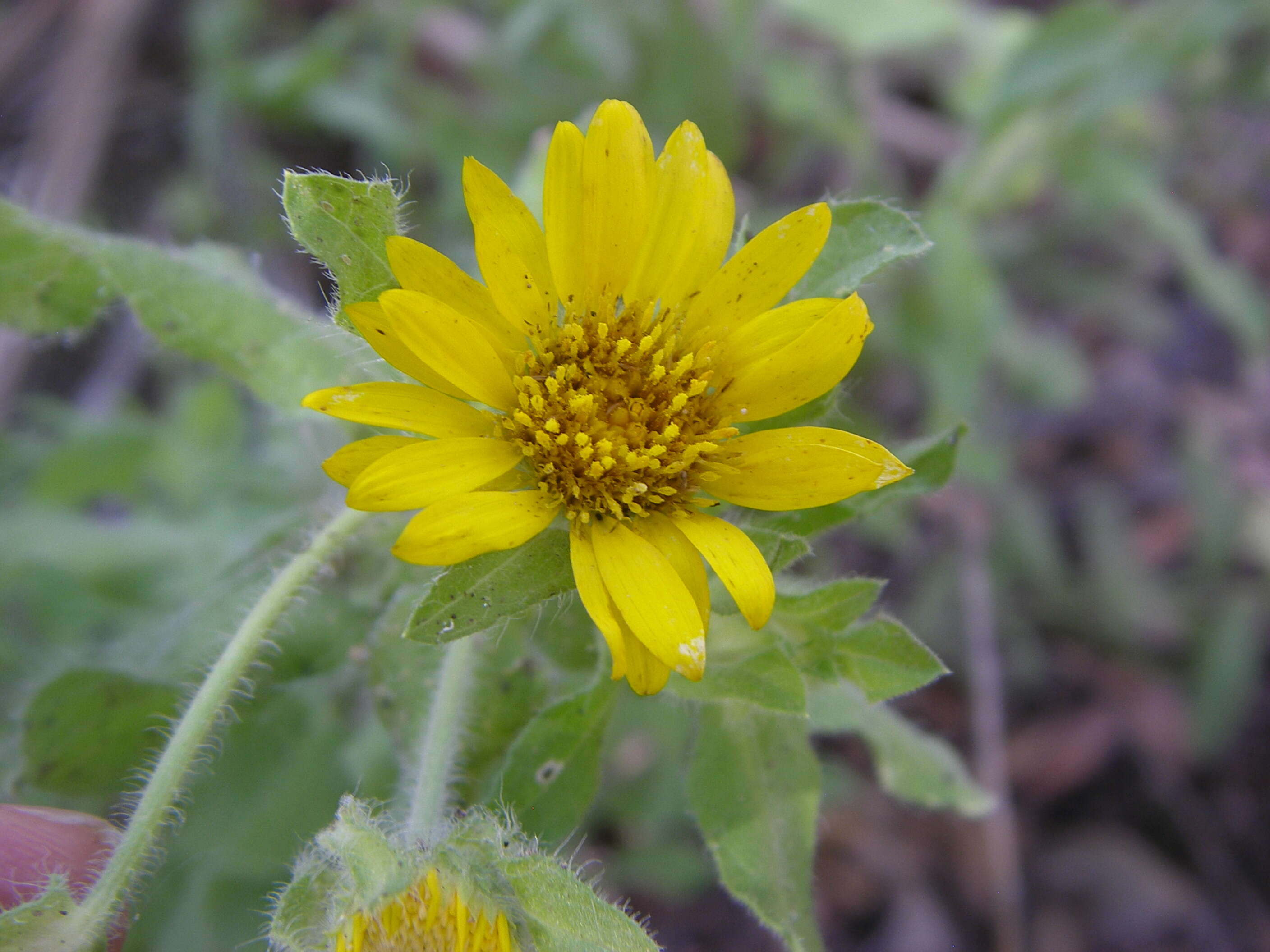 Image of false goldenaster