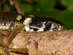 Image of Grass snakes