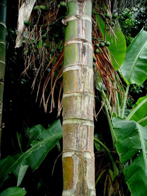 Image of Betel Nut Palms