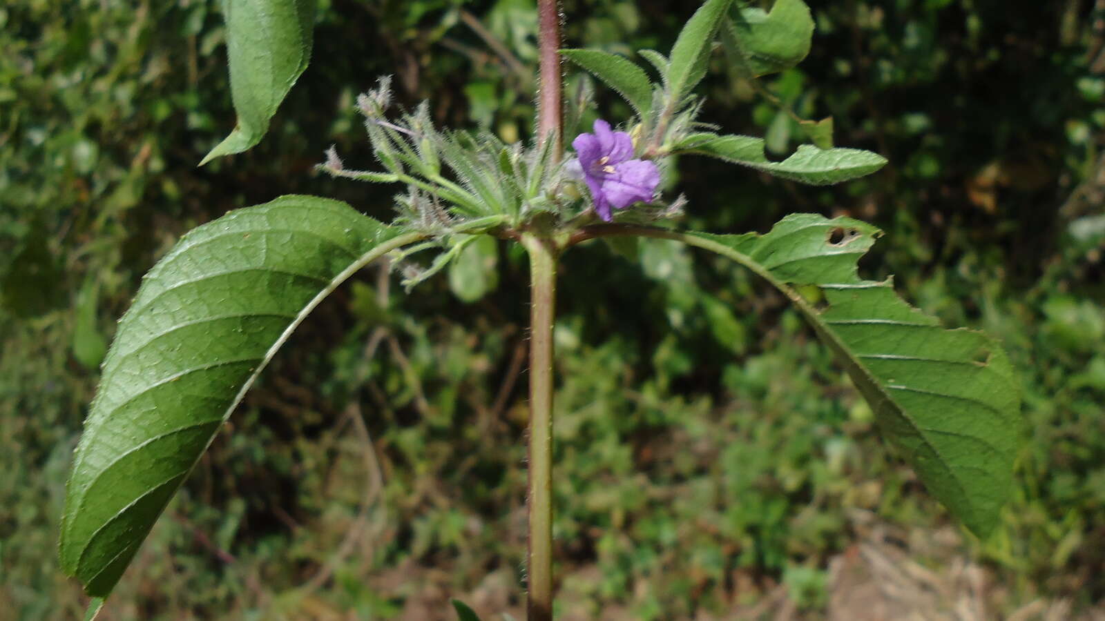 Image of Ruellia paniculata L.