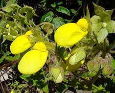 Sivun Calceolaria tomentosa Ruiz & Pav. kuva