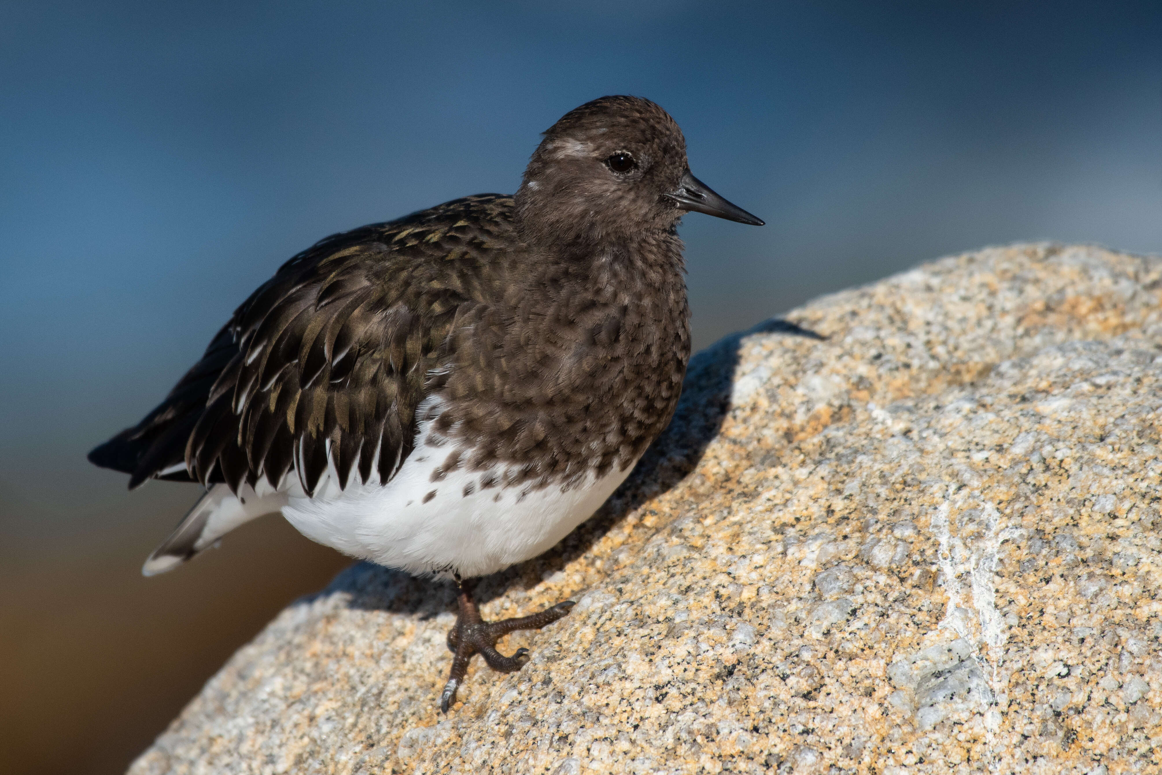 Image of Arenaria Brisson 1760