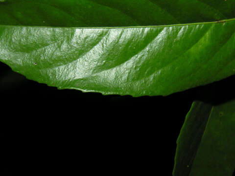 Image de Lecointea amazonica Ducke