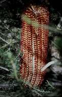 Image of heath-leaf banksia