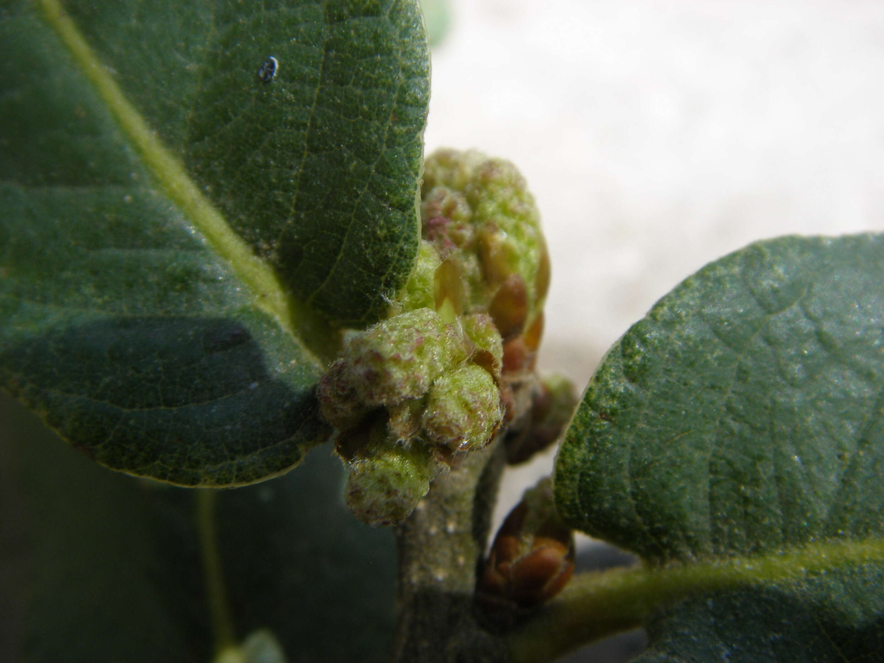 Image of netleaf oak