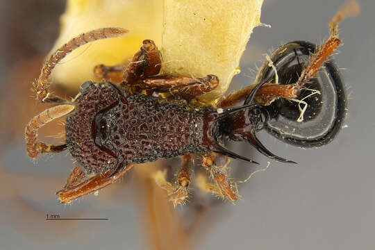 Image of Polyrhachis etheli Chapman 1963