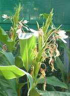 Слика од Hedychium