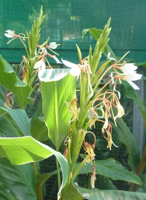 Слика од Hedychium