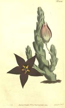 Image de Ceropegia pulvinata var. vetula (Masson) Bruyns