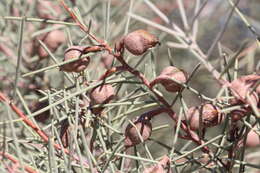 Image of Hakea leucoptera R. Br.