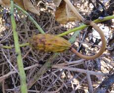 Image de Capparis sandwichiana DC.