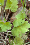 Image of Ranunculus chius DC.
