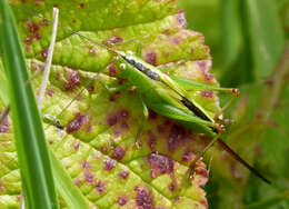 Image de Conocephalus (Anisoptera) fuscus (Fabricius 1793)