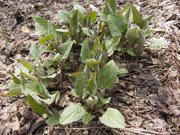 Image de Cynoglossum circinnatum (Ledeb.) Greuter & Burdet