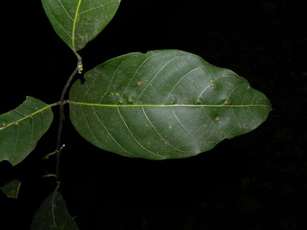 Imagem de Odontadenia puncticulosa (Richard) Pulle