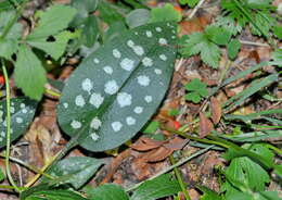 Image of Pulmonaria affinis Jordan