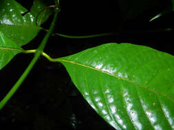 Palicourea acuminata (Benth.) Borhidi resmi