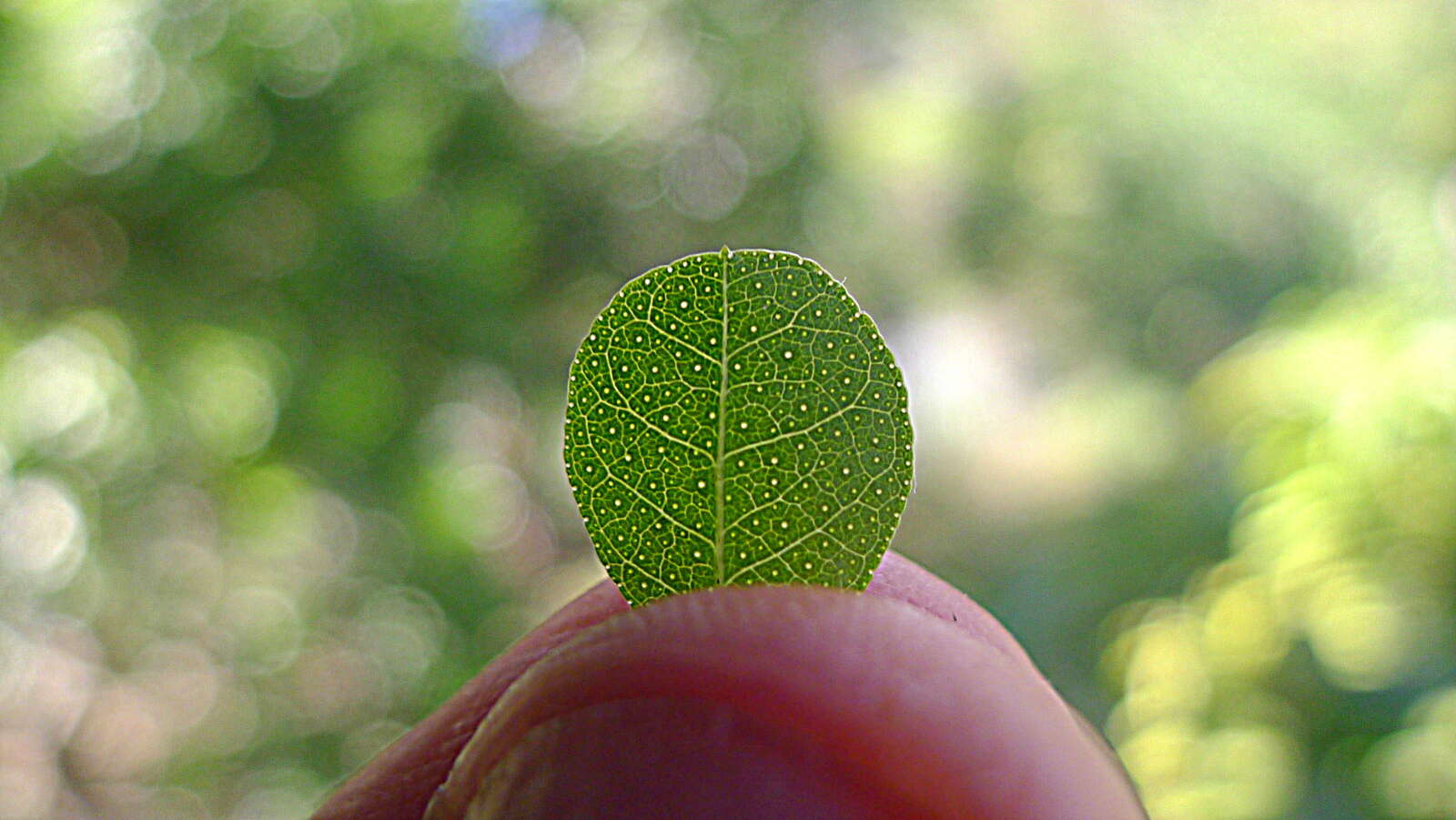 Image of Poiretia punctata (Willd.) Desv.