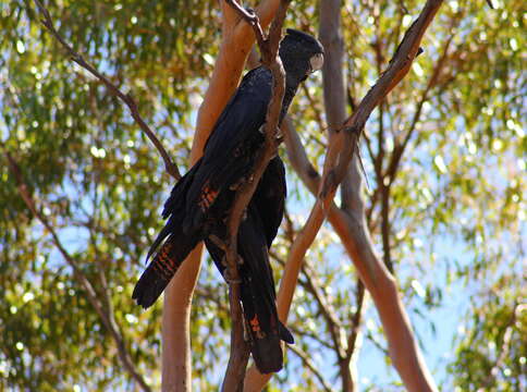 Image of Calyptorhynchus Desmarest 1826