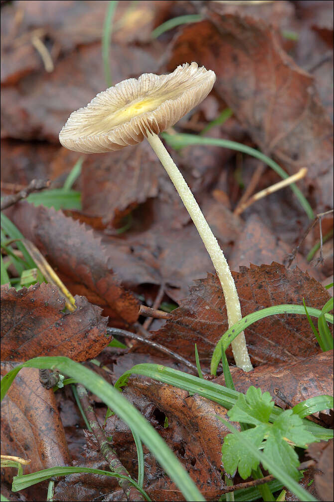 Image of Yellow Fieldcap