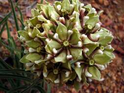 Image of milkweed