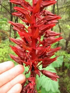 Image de Melianthus major L.