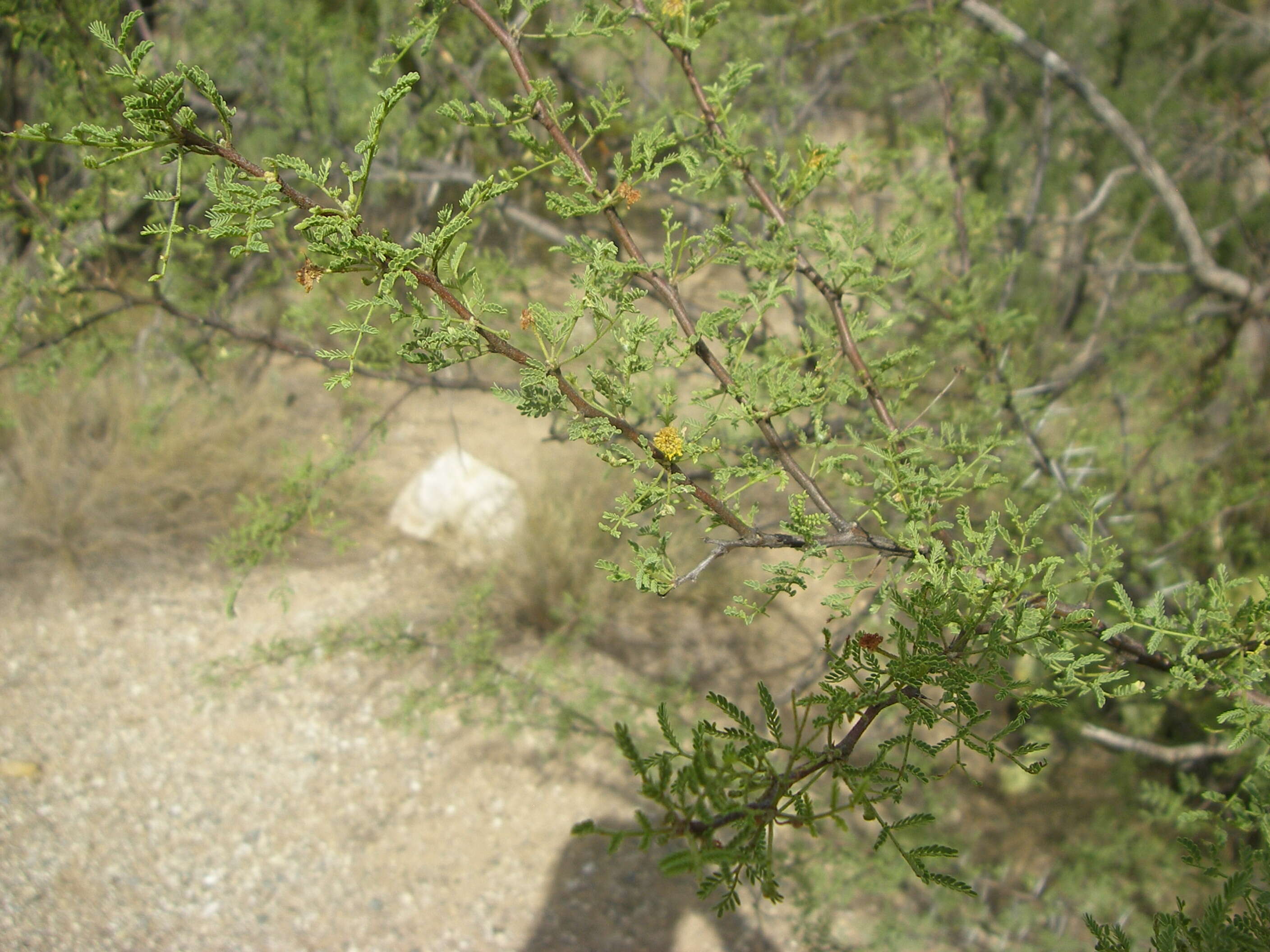 Image of whitethorn acacia