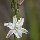 Image of Caesia parviflora var. parviflora