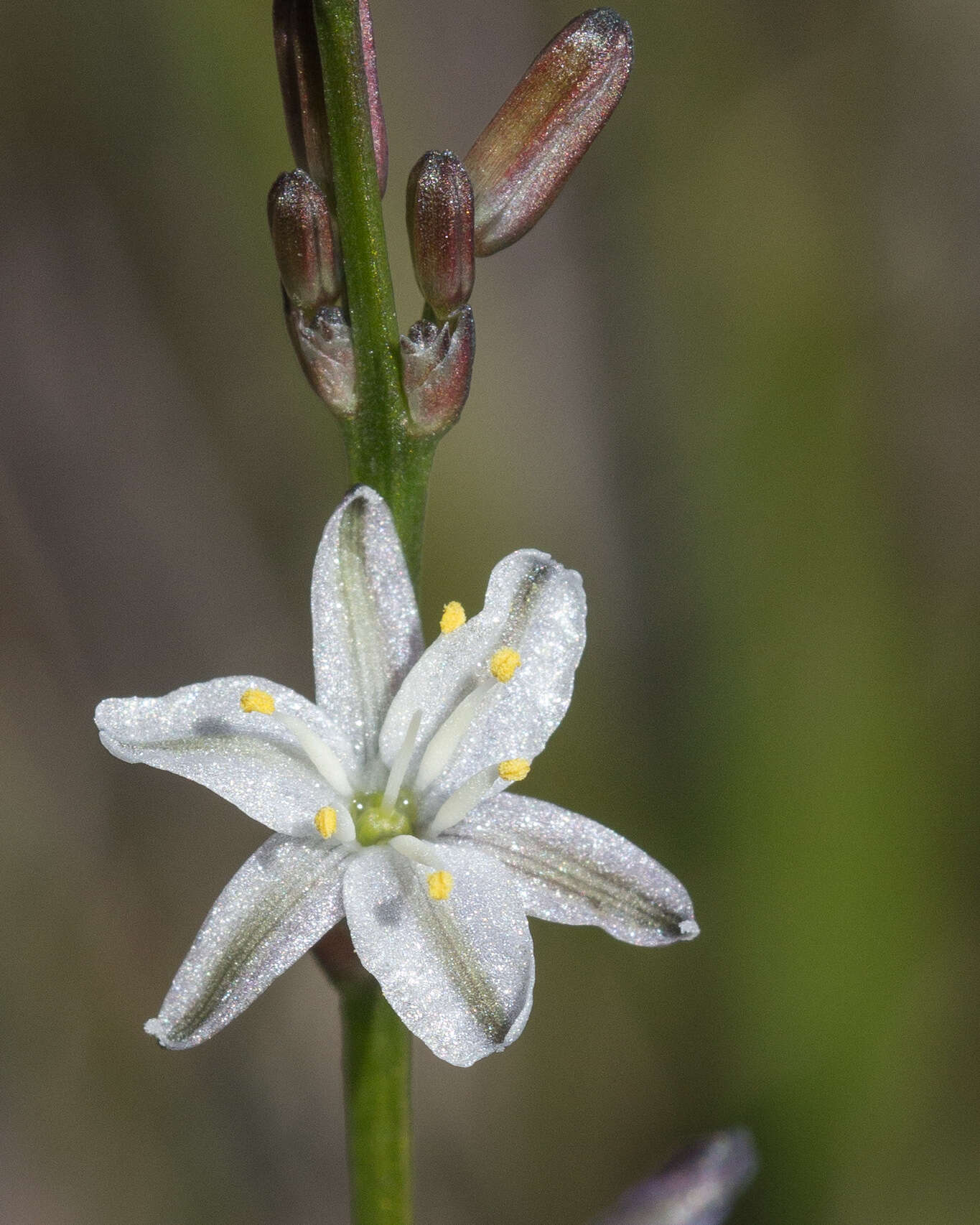 Image of Caesia parviflora R. Br.