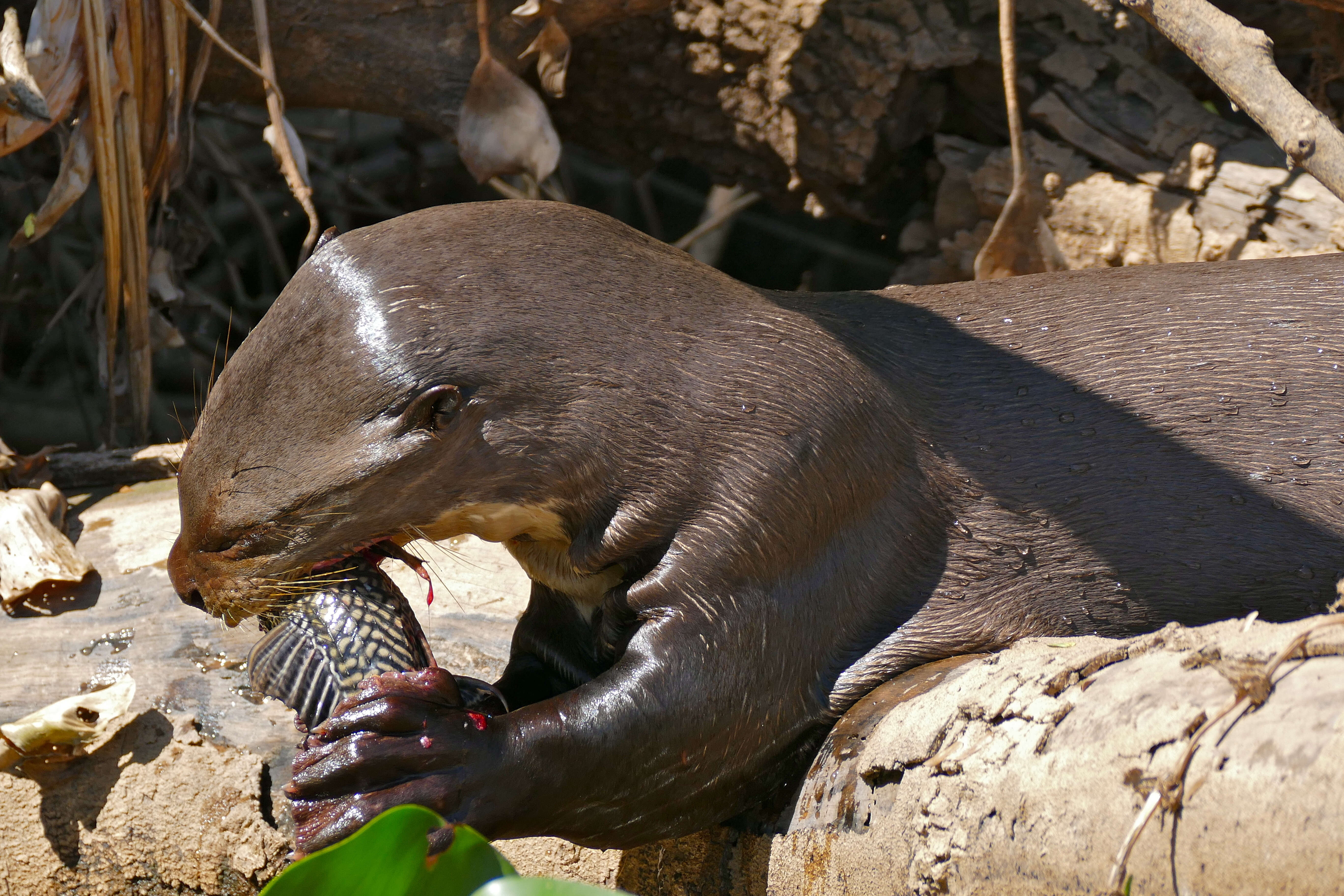 Image of giant otter