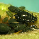 Image of Aphis (Aphis) holodisci Robinson 1984