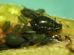 Image of Aphis (Aphis) holodisci Robinson 1984