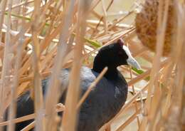 Image of Crested Coot