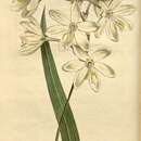 Image of Ixia bellendenii R. C. Foster